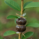 Propagation Method of Guava Plant