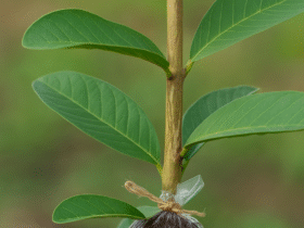 Propagation Method of Guava Plant